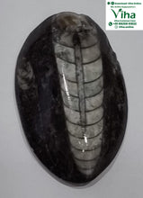 Kuber Stone (orthoceras stone)