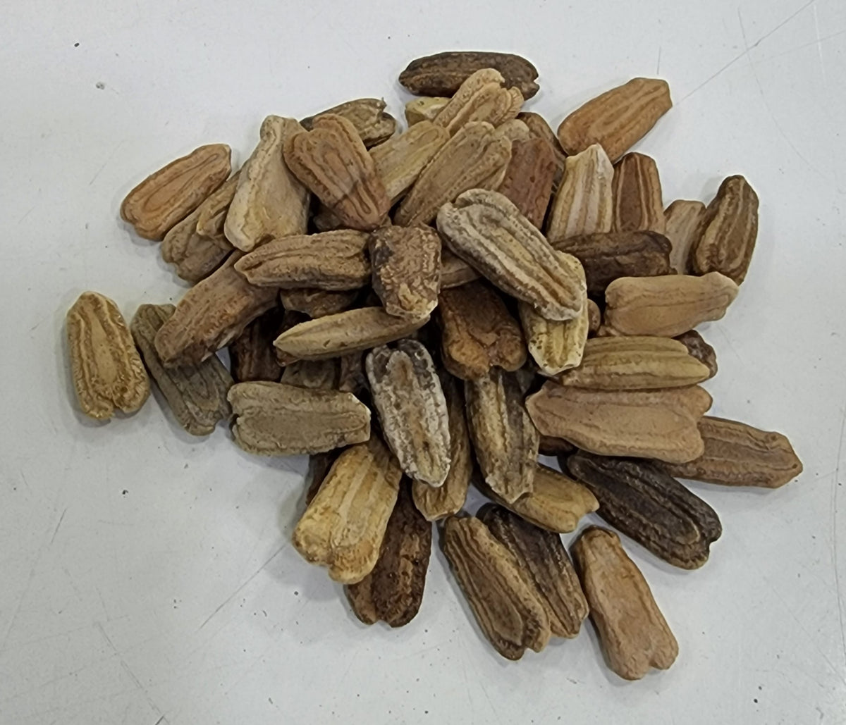 Kumbha Suraikkai Gourd Seeds கும்ப சுரைக்காய்