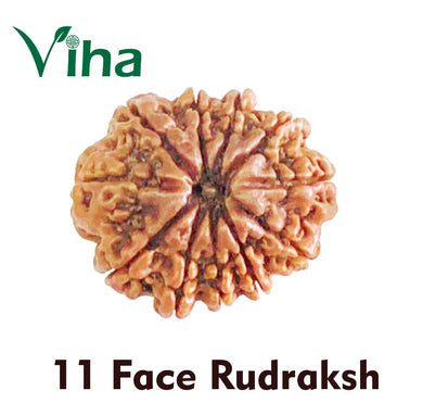 11 Face Rudraksh