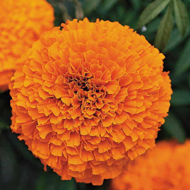 samanthi flower seeds Orange Marigold Flower Seeds ( Multi Petals) /Orange Adukku Samanthi P –  Viha Online