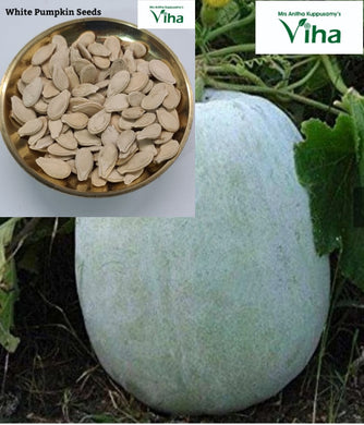 White Pumpkin Plant Seeds / Vellai Poosanikkaai Vidhaigal