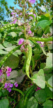 Kodi Avarai Seeds