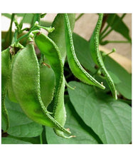 Kodi Avarai Seeds