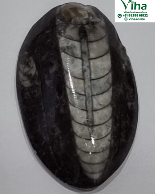Kuber Stone (orthoceras stone), an oval polished grey stone with twelve ribbed lines and a central ridge