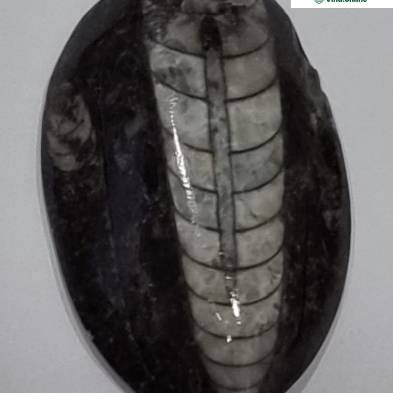 Kuber Stone (orthoceras stone), an oval polished grey stone with twelve ribbed lines and a central ridge