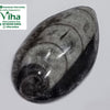 Kuber Stone (orthoceras stone), an oval polished grey-and-black stone with internal spiral fossil patterns