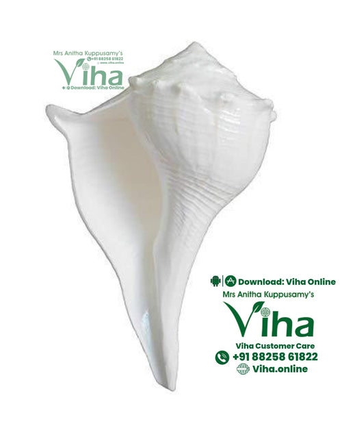 Valampuri Shankh, a white conch shell featuring ridges, a flared lip and a tapering pointed base