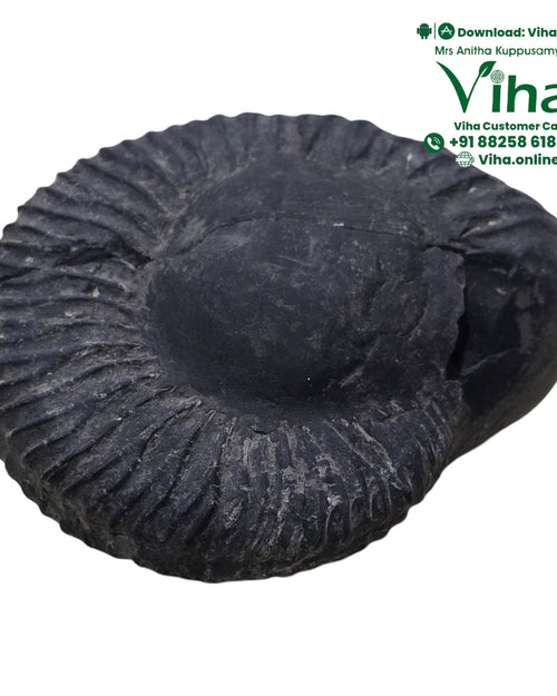 Divya Lakshmi Narayan Saligram - Open Type, a dark grey fossilized ammonite shell with radial ridges