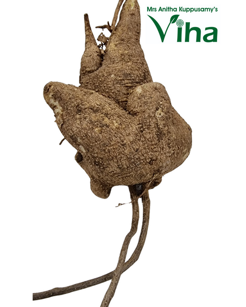 Akasa Garudan Kizhangu, dried root