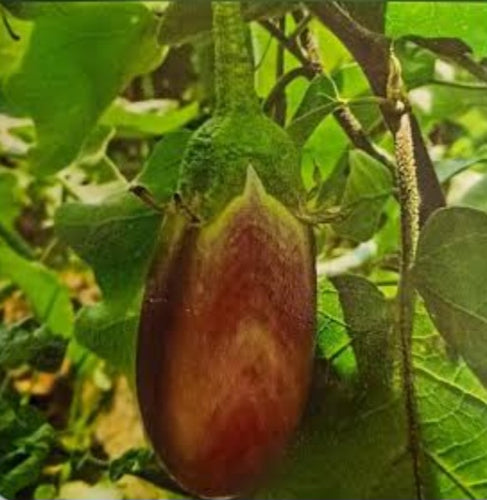 Erode Brinjal Seeds