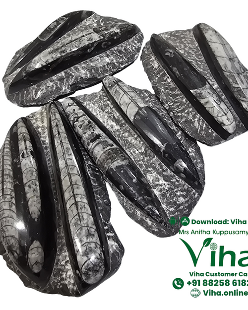 Kuber Stone Orthoceras Plater, with an irregular shape