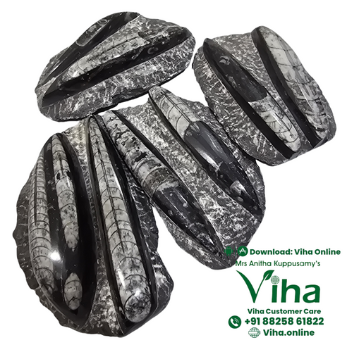 Kuber Stone | Orthoceras Plater