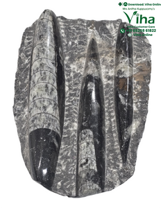Kuber Stone | Orthoceras Plater