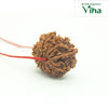 Face Rudraksh, a rough, brown, rounded seed with a complex, textured surface is threaded on a thin red string against a plain white background