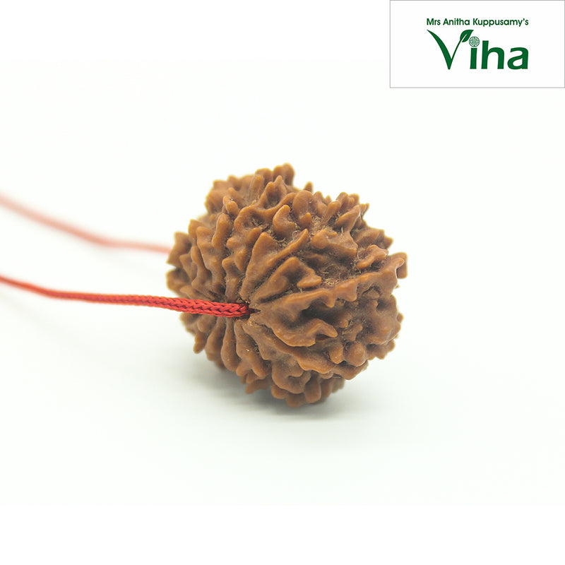 Face Rudraksh, a rough, brown, rounded seed with a complex, textured surface is threaded on a thin red string against a plain white background