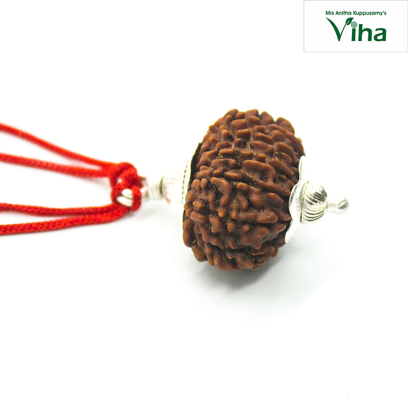 13 Face Rudraksh With Silver Cappings on a red cord