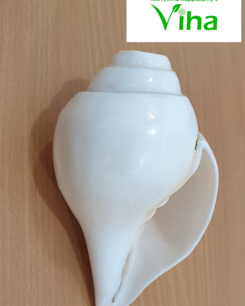 Blowing Shankh (oodhum sangu, a conch blown in pooja), a smooth glossy white conch shell with layered whorls at the top