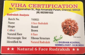 6 Face Rudraksh