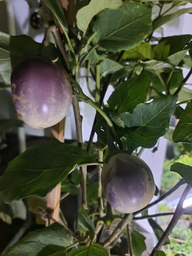 Viha's Garden Brinjal Seeds / Viha Maadi Thottam Katharikkaai Vidhaigal