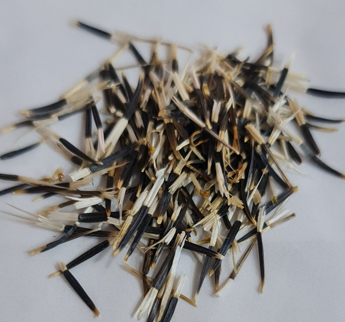 samanthi flower seeds Yellow Marigold Flower Seeds (Multi Petals) / Manjal Adukku Samanthi P – Viha Online
