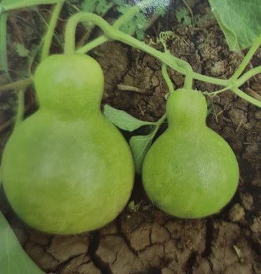 Sombu Gourd Seeds / Sombhu Suraikkaai Seeds
