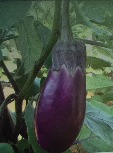 Annamalai Brinjal Seeds