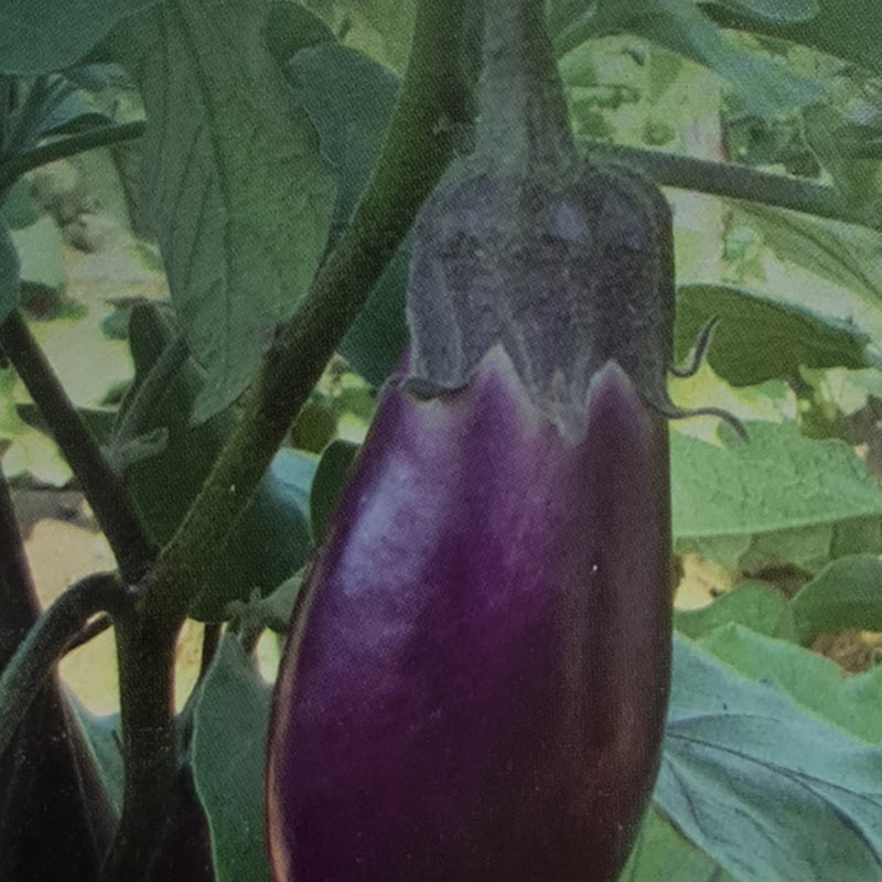 Annamalai Brinjal, a dark purple eggplant hanging from the plant