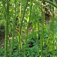 Chedi Murungai Plant Seeds / Chedi Drumstick Seeds /Chedi Murungai Vidhaigal