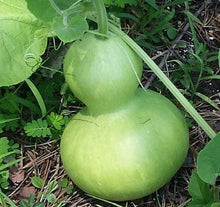 Sombu Gourd Seeds / Sombhu Suraikkaai Seeds