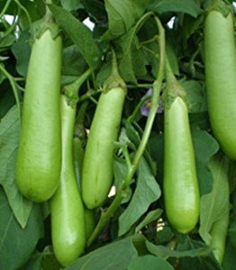 Green Long Brinjal Seeds / Pachai Katharikkaai Vidhaigal