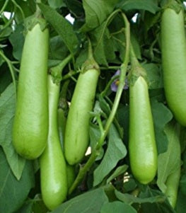 Green Long Brinjal Seeds / Pachai Katharikkaai Vidhaigal