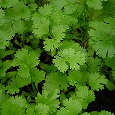 Coriander Leaf Seeds / Kothumalli Chedi Vidhaigal