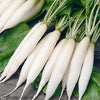 Vellai Mullangi (white radish) roots with green stems bundled on a wooden surface