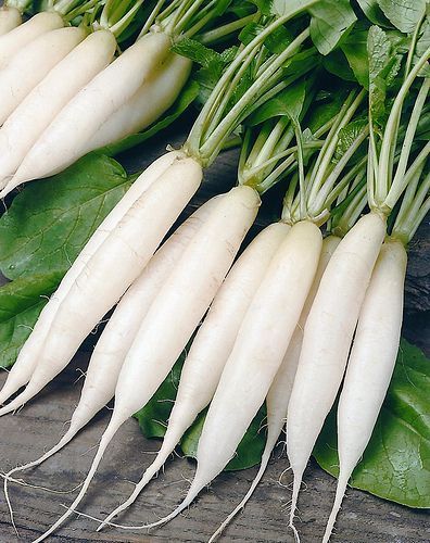 Vellai Mullangi (white radish) roots with green stems bundled on a wooden surface