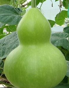 Kumbha Suraikkai Gourd Seeds / கும்ப சுரைக்காய் விதைகள்