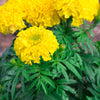Yellow Marigold Flower Seeds (Multi Petals) / Manjal Adukku Samanthi Poo Vidhaigal, four yellow flowers with green leaves