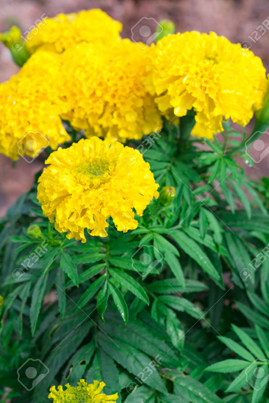 samanthi flower seeds Yellow Marigold Flower Seeds (Multi Petals) / Manjal Adukku Samanthi P – Viha Online