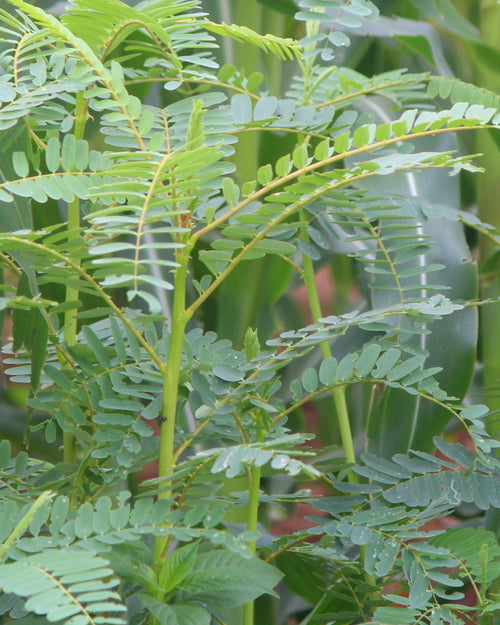 Agathik Keerai (leafy green) Seeds / Ahathi Keerai / Akathik Keerai with pinnate leaves