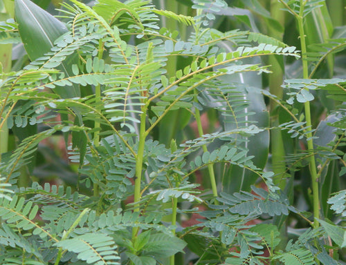 Agathik Keerai Seeds / Ahathi Keerai / Akathik Keerai