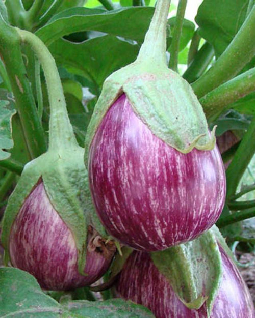 Vari Brinjal, striped purple and white eggplants growing on the plant
