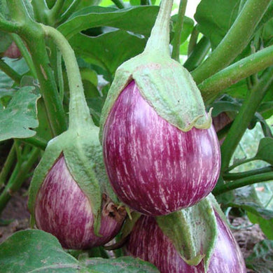 Vari Brinjal Seeds / Vari Kathari Vidhaigal