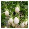 White Round Brinjal Seeds / Vellai Kundu Kathari Vidhaigal, several white egg-shaped eggplants with green stems hanging on a plant with leaves