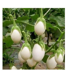 White Round Brinjal Seeds / Vellai Kundu  Kathari Vidhaigal