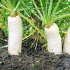 White Radish Seeds / வெள்ளை முள்ளங்கி விதைகள், three white root vegetables growing in dark soil with green leafy tops