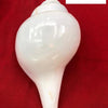 Blowing Shankh - \ inches, a glossy white conch shell rests on a textured red background