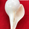 Blowing Shankh - \ inches, a smooth, glossy white conch shell with a tapering point and an open, curved lip against a red background