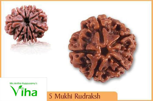 Face Rudraksh, two rough, brownish, round objects with wrinkled surfaces and central holes, viewed against a plain white background