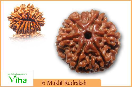 Face Rudraksh, two brown, grooved, round, textured seed-like objects with a central hole, displayed against a white background with a text overlay