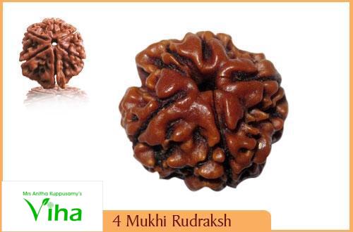 4 Mukhi Rudraksh, a single brown rudraksha bead shown from front and side