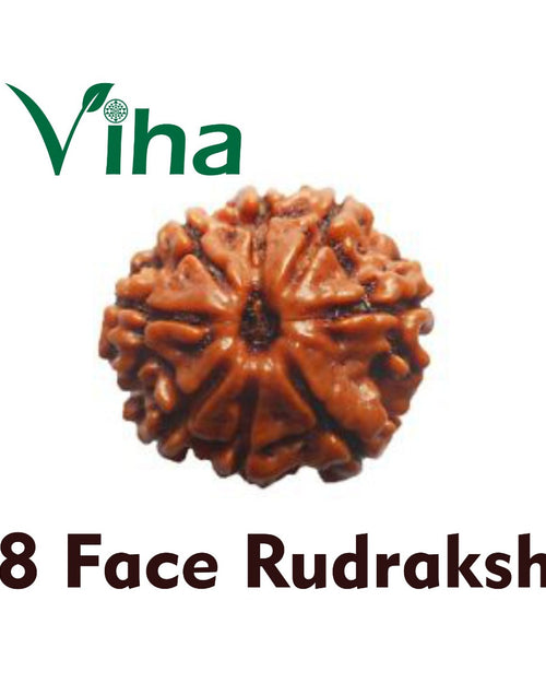 8 Face Rudraksh (eight mukhi rudraksha), one brown rough-skinned bead with ridges running from top to bottom
